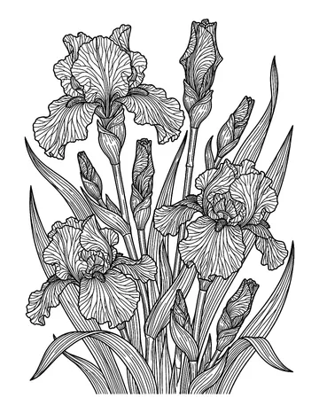 Coloring page: Botanical study of iris blossoms and buds